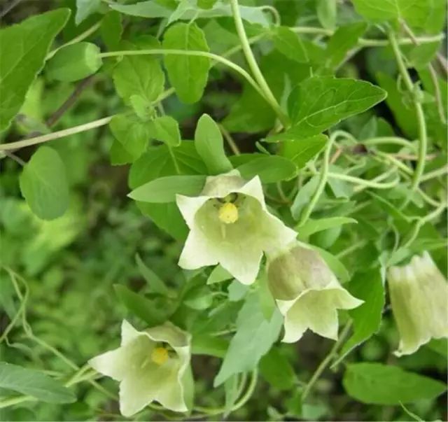 The Functions and Efficacy of Dang Shen: Tonifying Qi, Strengthening the Spleen and Lungs, Nourishing Blood and Generating Fluids