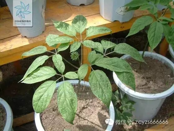 Traditional Chinese Medicine: Ginseng
