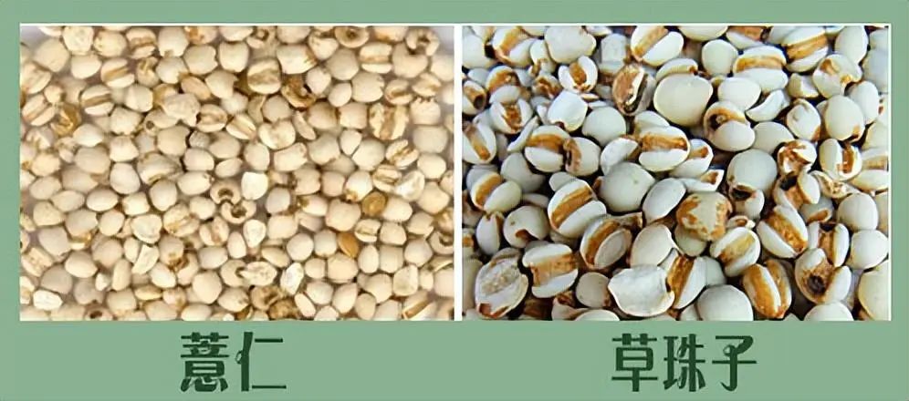 Identification of Coix Seed (Yi Yi Ren)