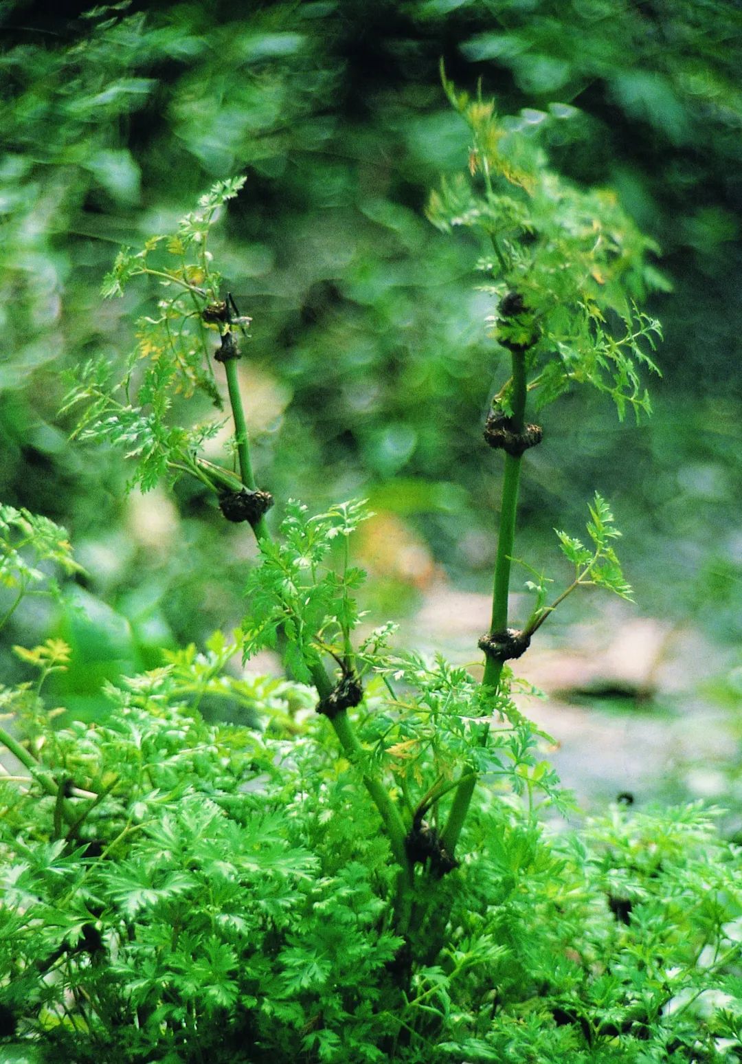 Understanding the Qi-Invigorating Properties of Chuanxiong (Ligusticum chuanxiong)