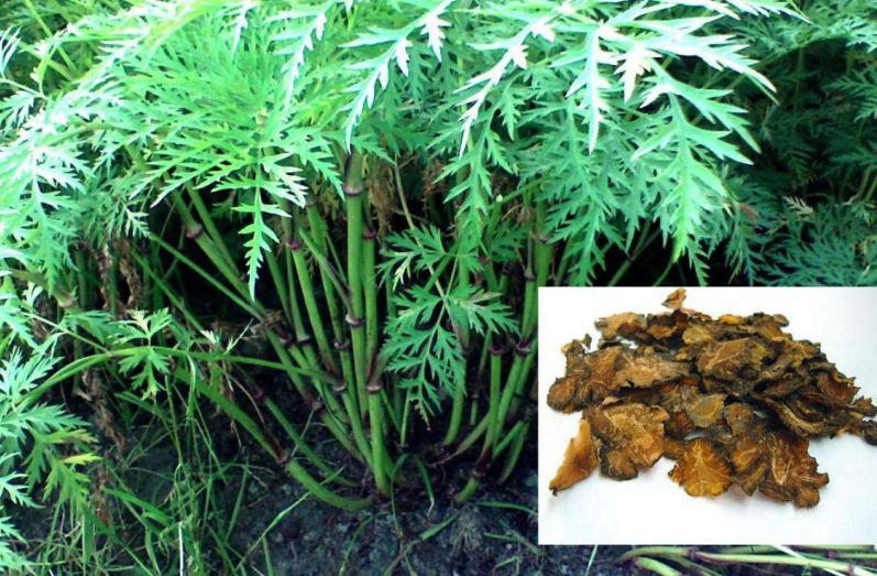 Understanding the Benefits of Chuanxiong (Ligusticum chuanxiong) for Promoting Blood Circulation and Qi Flow
