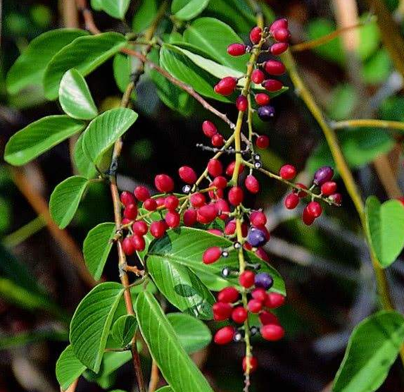 This Herb Treats Lower Back Pain, Stomach Pain, and Rheumatic Pain