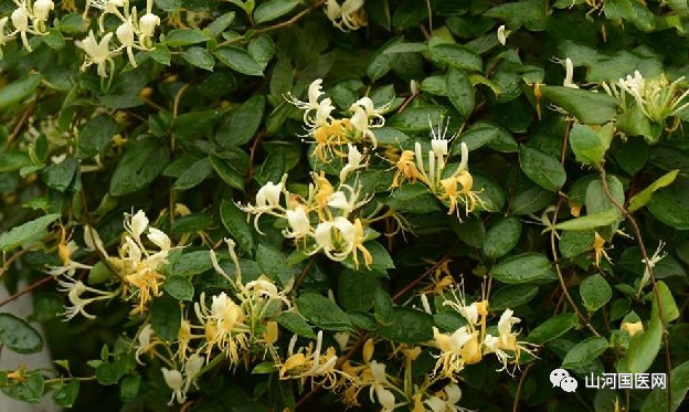 Traditional Chinese Medicine: Honeysuckle (Jīn Yín Huā)