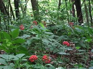 Ginseng (Panax ginseng)