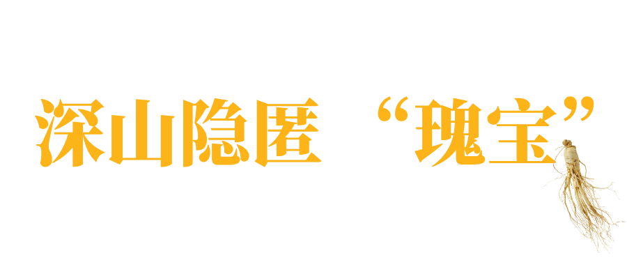 Young People Embrace Changbai Mountain Ginseng!