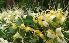 What Are the Benefits of Honeysuckle? Remember These Ten Amazing Uses