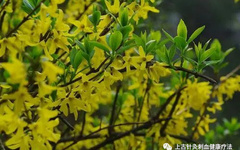 Daily Learning of a Chinese Herbal Medicine: Lian Qiao (Forsythia)