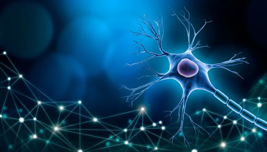 Effects and Contraindications of Shudi Huang (Rehmannia Glutinosa)