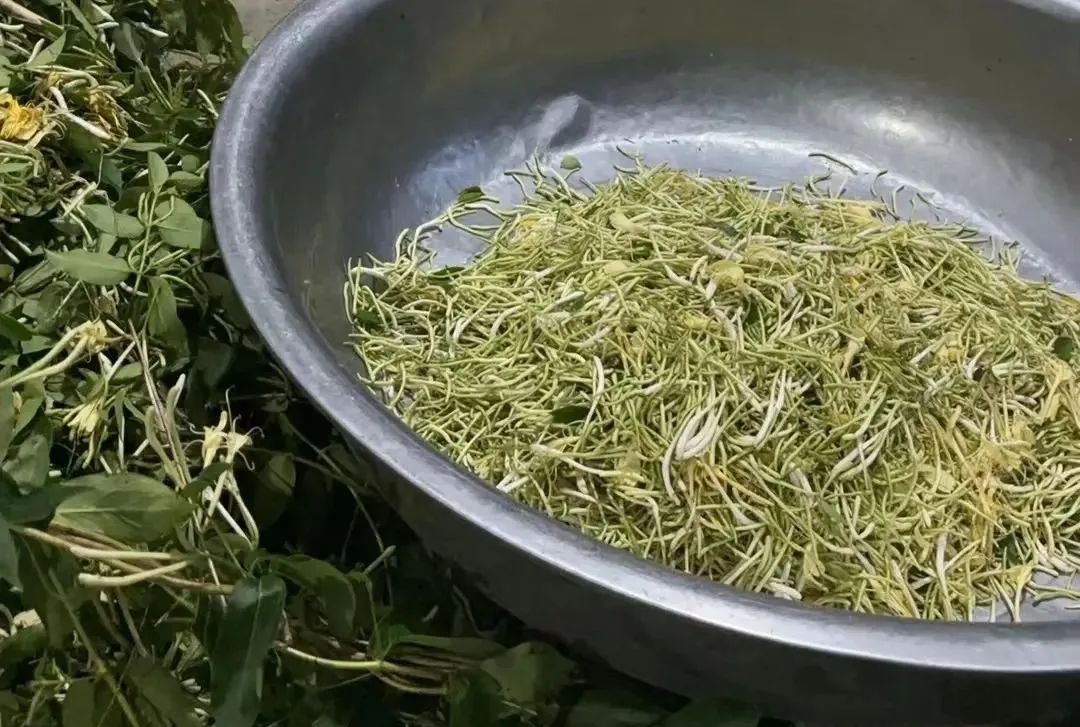 Honeysuckle: The First Flower for Clearing Heat and Detoxification, A Must-Try Herbal Tea for Health