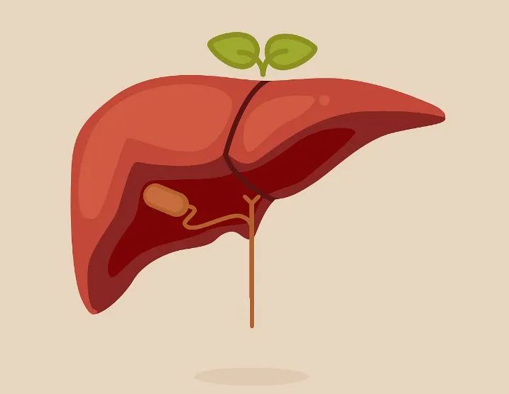 Understanding the 'Five Organs' in Traditional Chinese Medicine: Their Roles and Interconnections