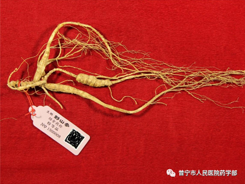 Understanding the Classification of Ginseng