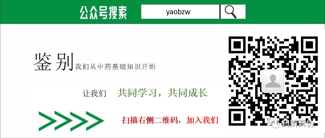 A Comprehensive Guide to Atractylodes (Cang Zhu)