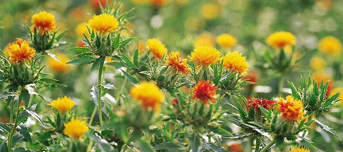 Weekly Herb Spotlight | Safflower