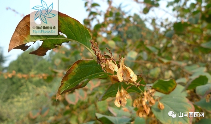 Bencao Gangmu: Hu Zhang (Japanese Knotweed)