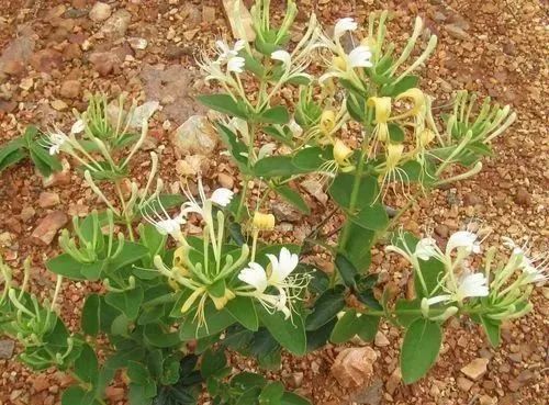 The Efficacy and Functions of Honeysuckle: Best Combinations for Use
