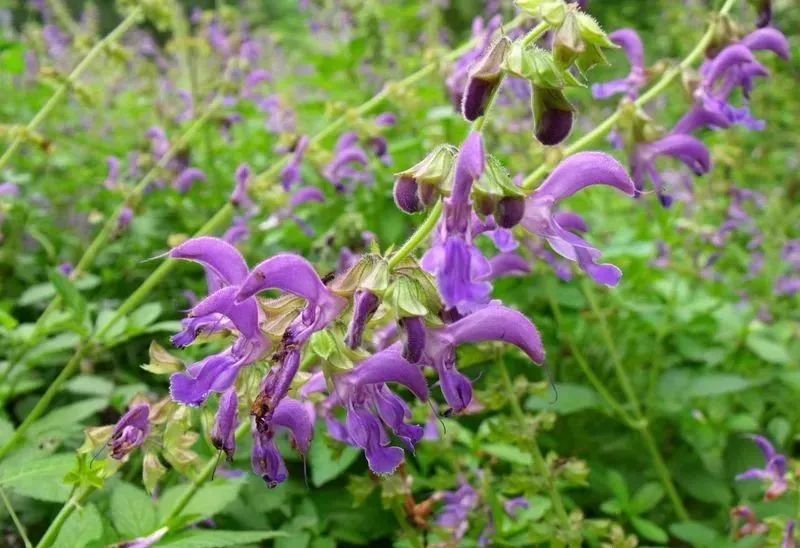 Traditional Chinese Medicine Herb: Dan Shen