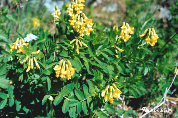 Traditional Chinese Medicine: Astragalus Root (Huang Qi)
