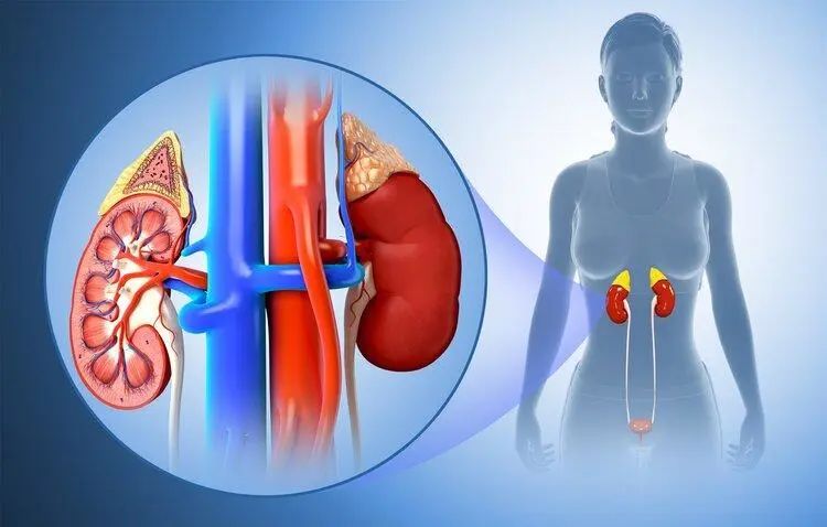 Does Drinking Astragalus Tea Harm the Kidneys? Warning: These 3 Chinese Herbs Are the Real Culprits