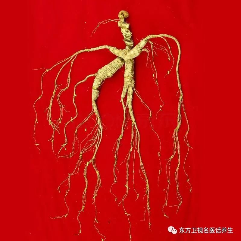 Beware of Ginseng: The Hidden Dangers of Improper Use