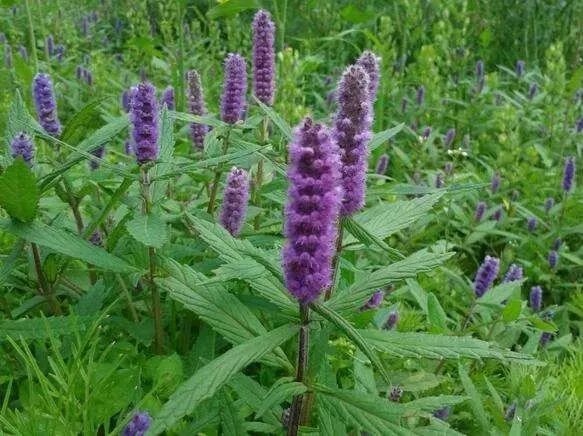 This Herb Treats Snake Bites, Eczema Itching, and More!