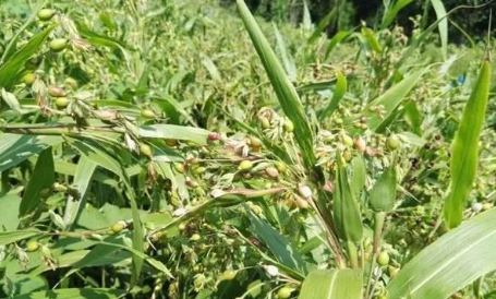 Learn About a Chinese Herb Every Day - Coix Seed (Yì Yǐ Rén)