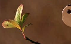 The Thinking of Disease Treatment: The Method of Yin-Yang Harmony