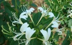 Cultivation and Care of Honeysuckle (Jin Yin Hua)