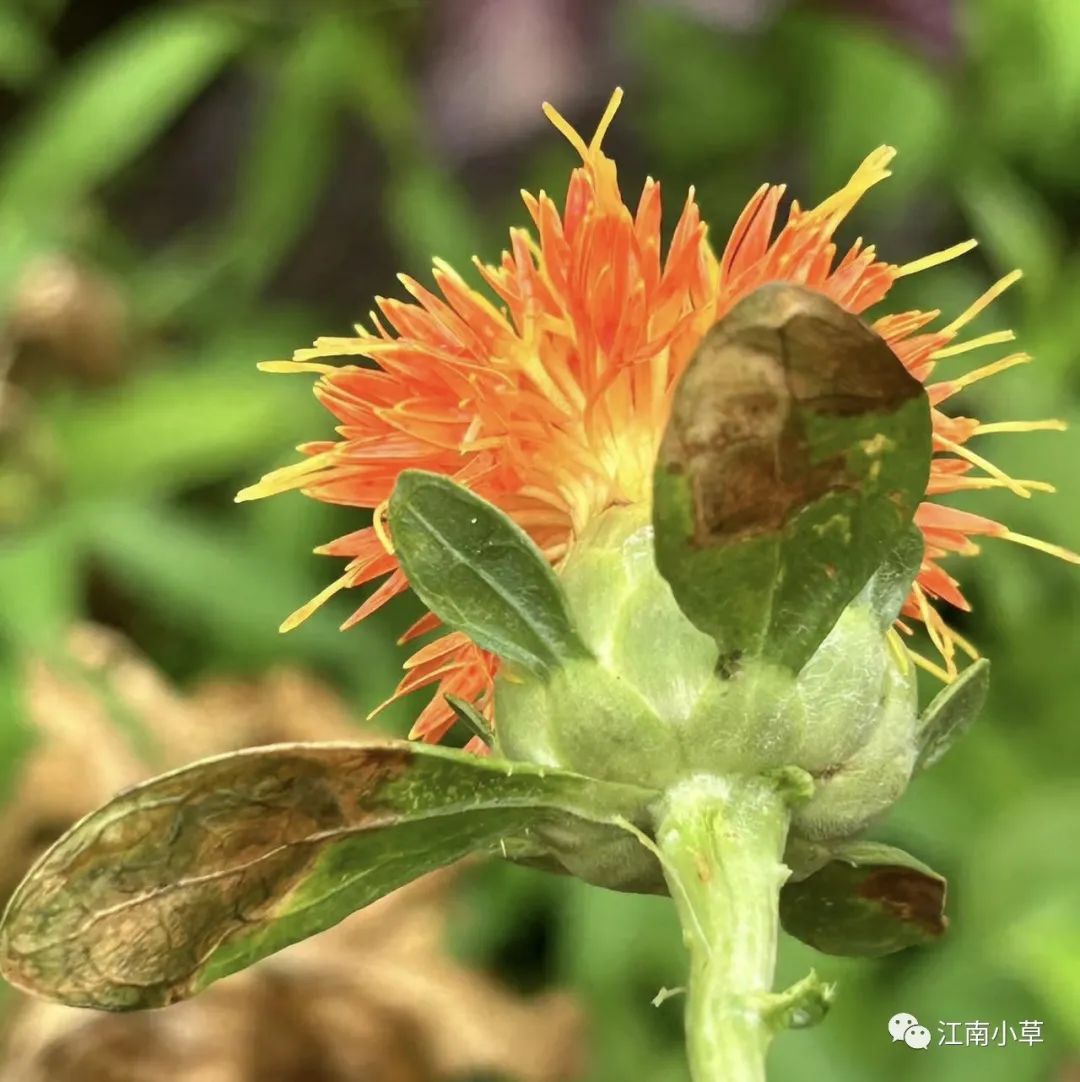 Analysis of Honghua (Safflower) in Traditional Chinese Medicine