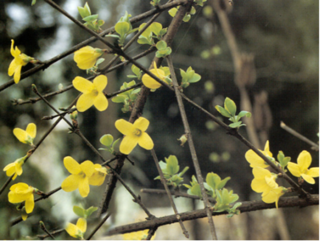 The Authentic Medicinal Material of Tianzhong: Lianqiao (Forsythia Suspensa)