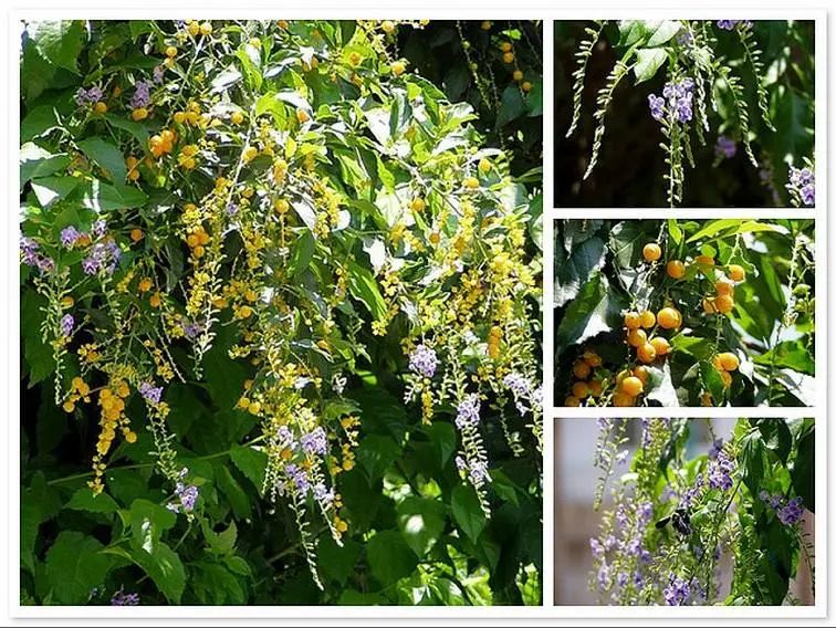 Today’s Herb | Lian Qiao (Forsythia)