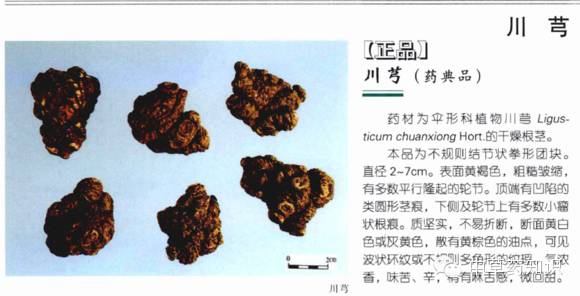 Chuanxiong (Ligusticum chuanxiong) - A Comprehensive Overview