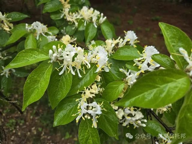 The Magical Effects of Honeysuckle on the Body: What You May Not Know