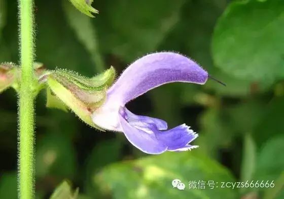 Traditional Chinese Medicine Herb: Dan Shen (Salvia miltiorrhiza)