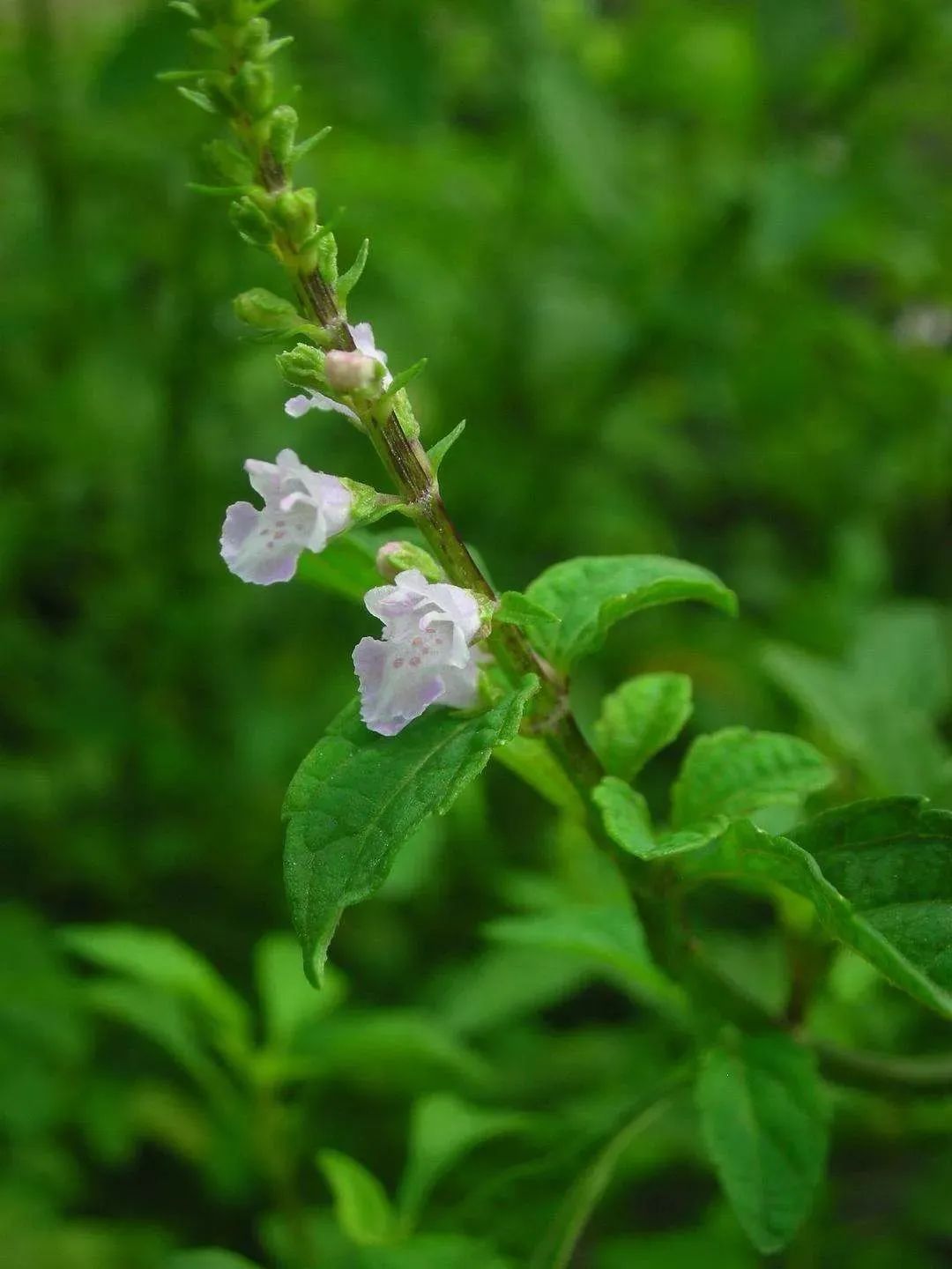 This Herb Treats Snake Bites, Eczema Itching, and More!