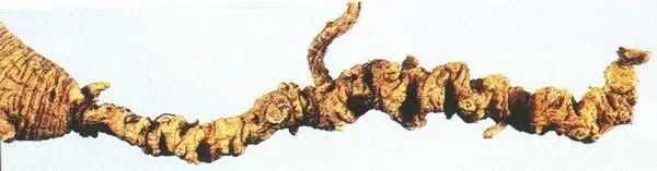 Daily Herb 31: Ginseng - How to Choose and Distinguish Wild Ginseng?