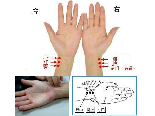 Illustrated Guide to 28 Dynamic Pulse Diagnoses in Traditional Chinese Medicine