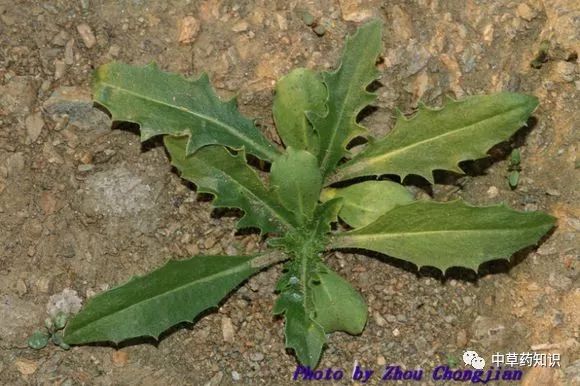 Traditional Chinese Medicine Herb: Safflower (Honghua)