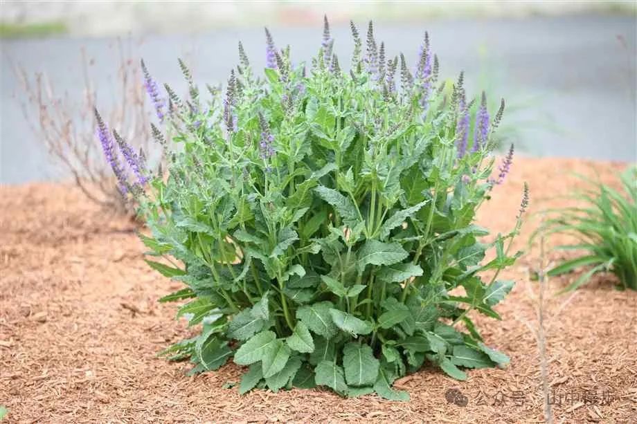 A Story Behind Each Herb: Dan Shen - The 'Vascular Cleaner' That Melts Stagnation Like Spring Water