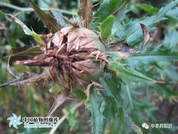 Traditional Chinese Medicine Herb: Safflower (Honghua)