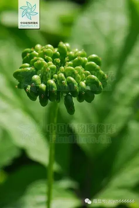Traditional Chinese Medicine: Ginseng