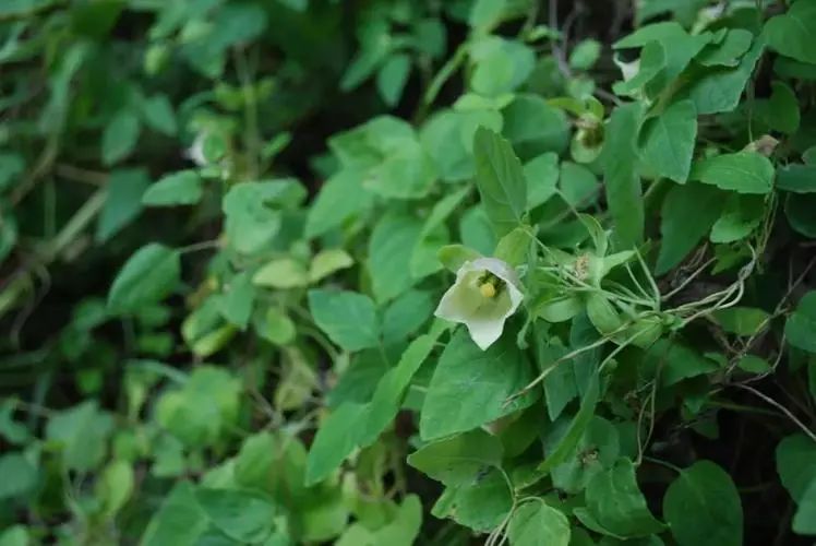 The Effects and Functions of Codonopsis (Dang Shen)