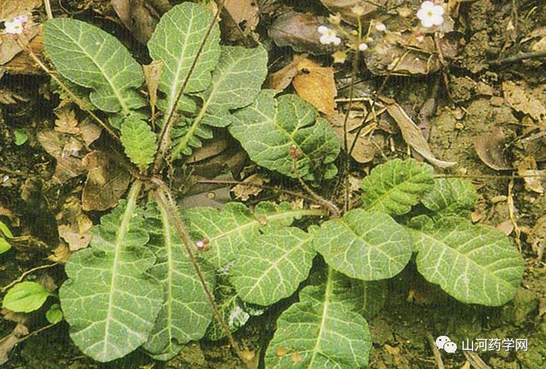 Traditional Chinese Medicine: Dan Shen (Salvia miltiorrhiza)