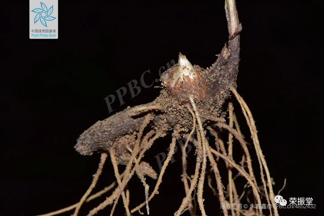 A Detailed Discussion on Traditional Chinese Medicine: Cang Zhu (Atractylodes)