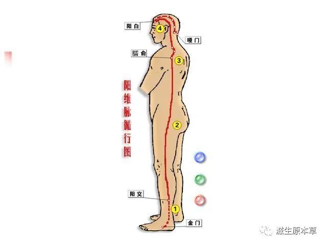 Fundamentals of the Meridian System: The Eight Extraordinary Vessels