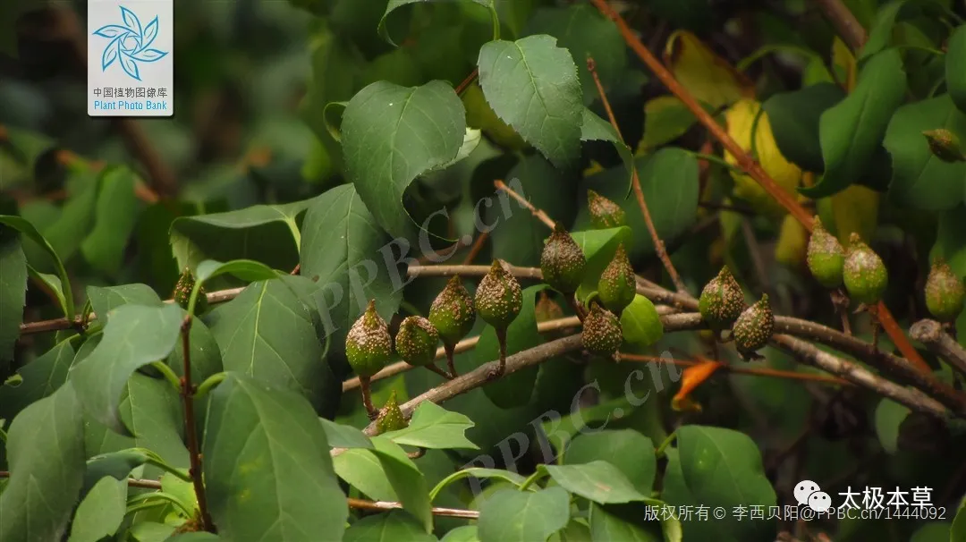 A Handful of Forsythia: Treating Seven Conditions Including Acute Nephritis, Purpura, and Retinal Hemorrhage