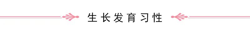 Overview of Rehmannia (Di Huang)
