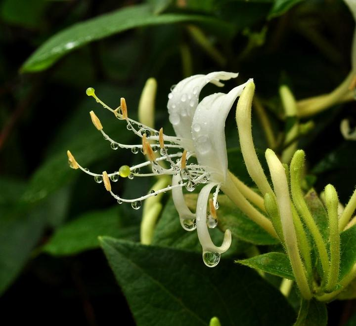 Honeysuckle: A Comprehensive Overview