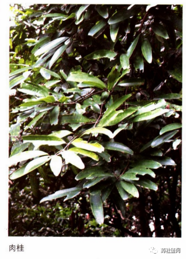 Cinnamon Bark (Rougui) - A Comprehensive Overview