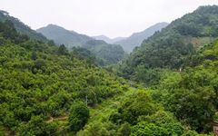 Harvesting Cinnamon: A Journey into the Heart of Traditional Cinnamon Farming