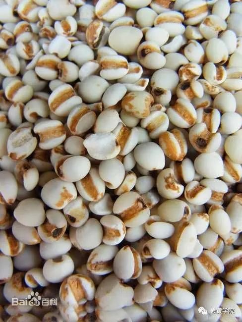 The Nutritional and Medicinal Value of Coix Seed (Yi Ren)